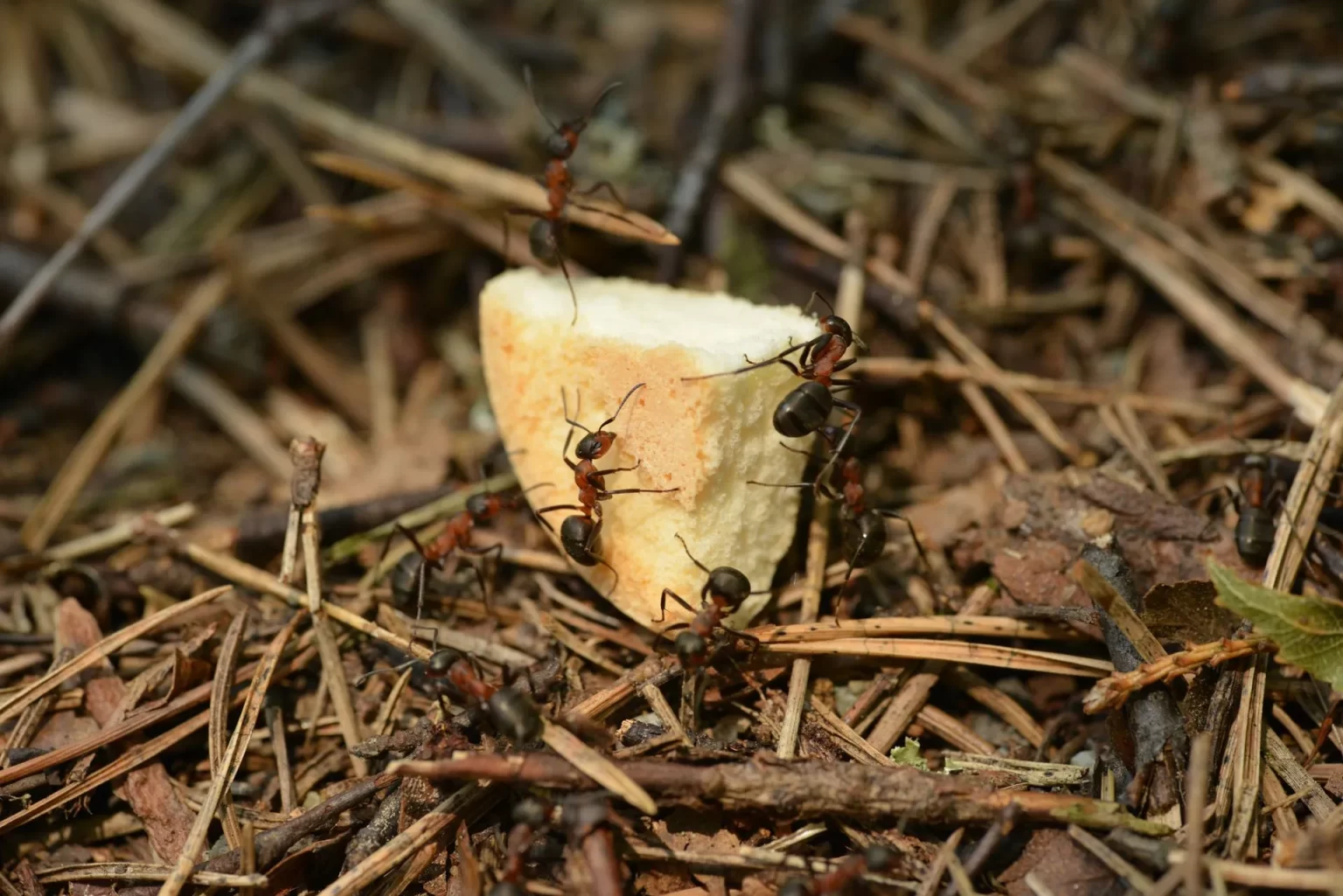 Telling the Difference Between Termites and Carpenter Ants