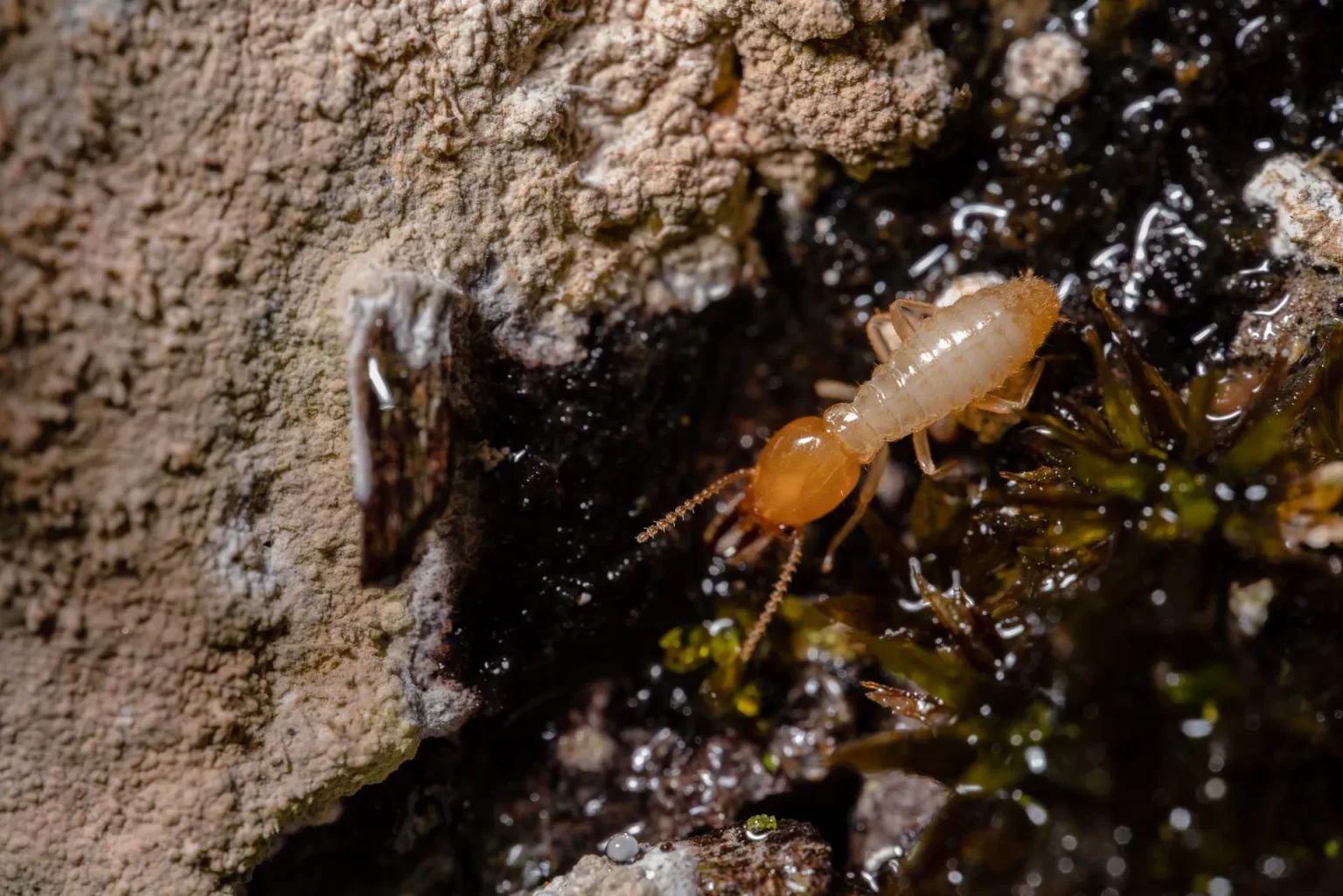 How To Protect a Home From Termite Damage During Construction