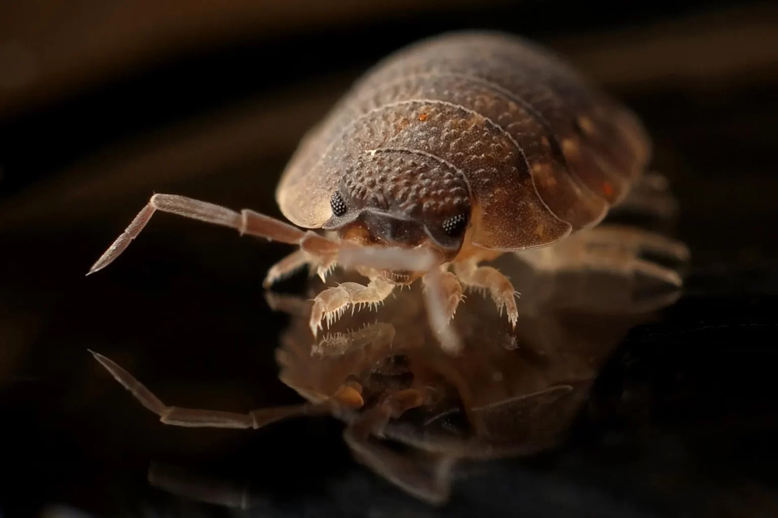 How to Prevent Bed Bugs: Tips and Tricks for a Bug-Free Home