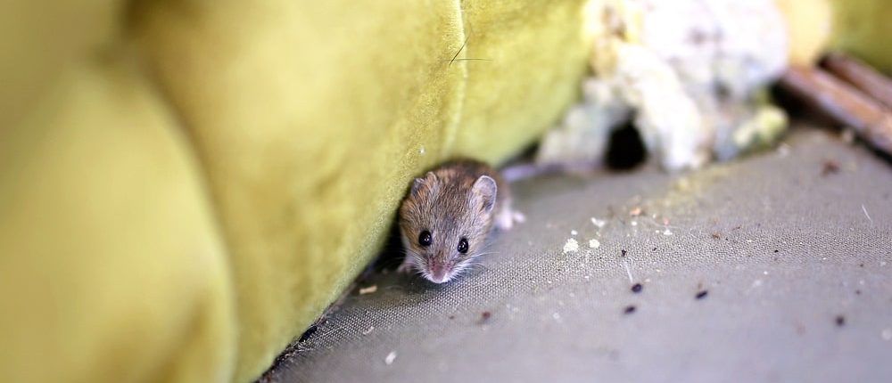 A small mouse peeking out from under a couch.