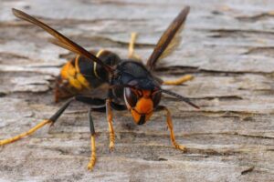 Hornet on a log