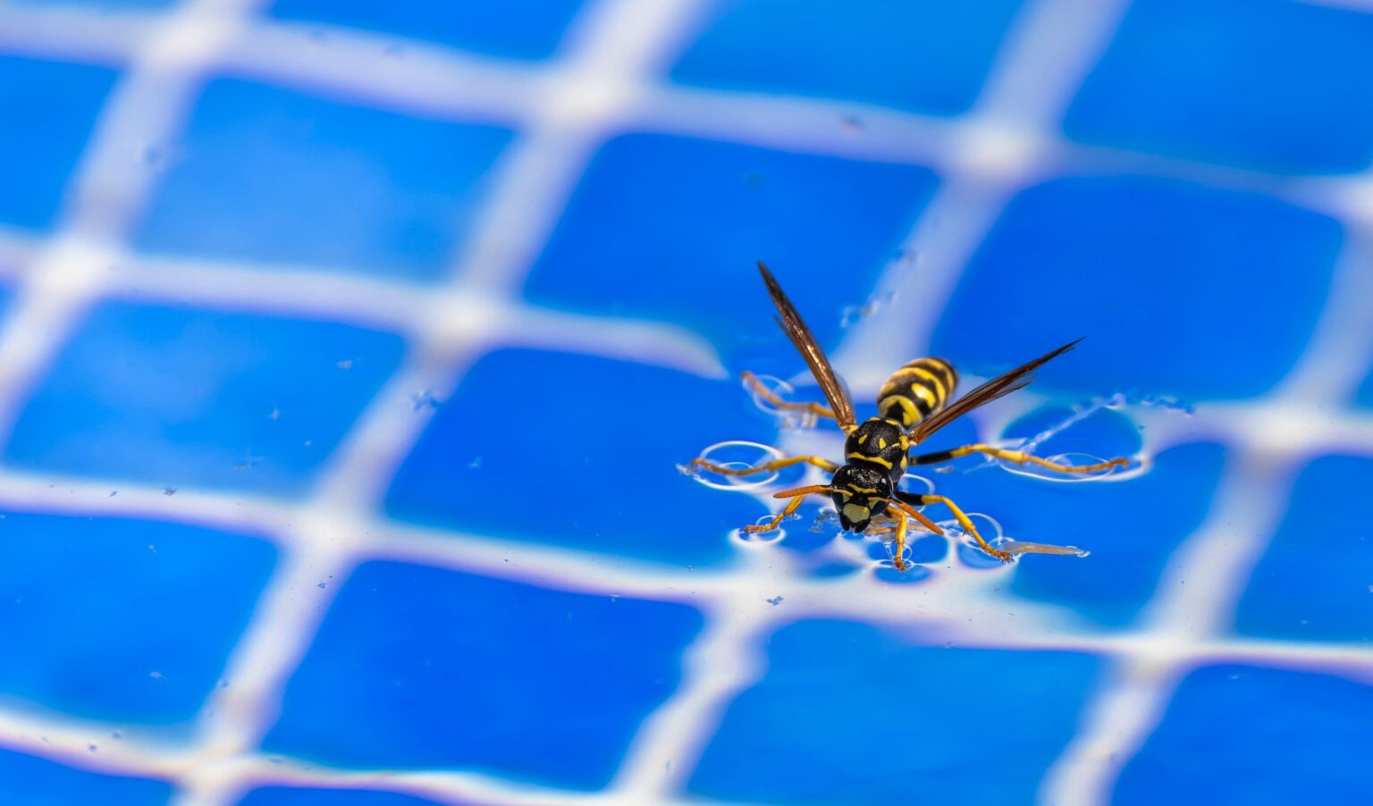 How to Keep Bees and Wasps Away From Your Pool