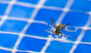 Wasp in a pool