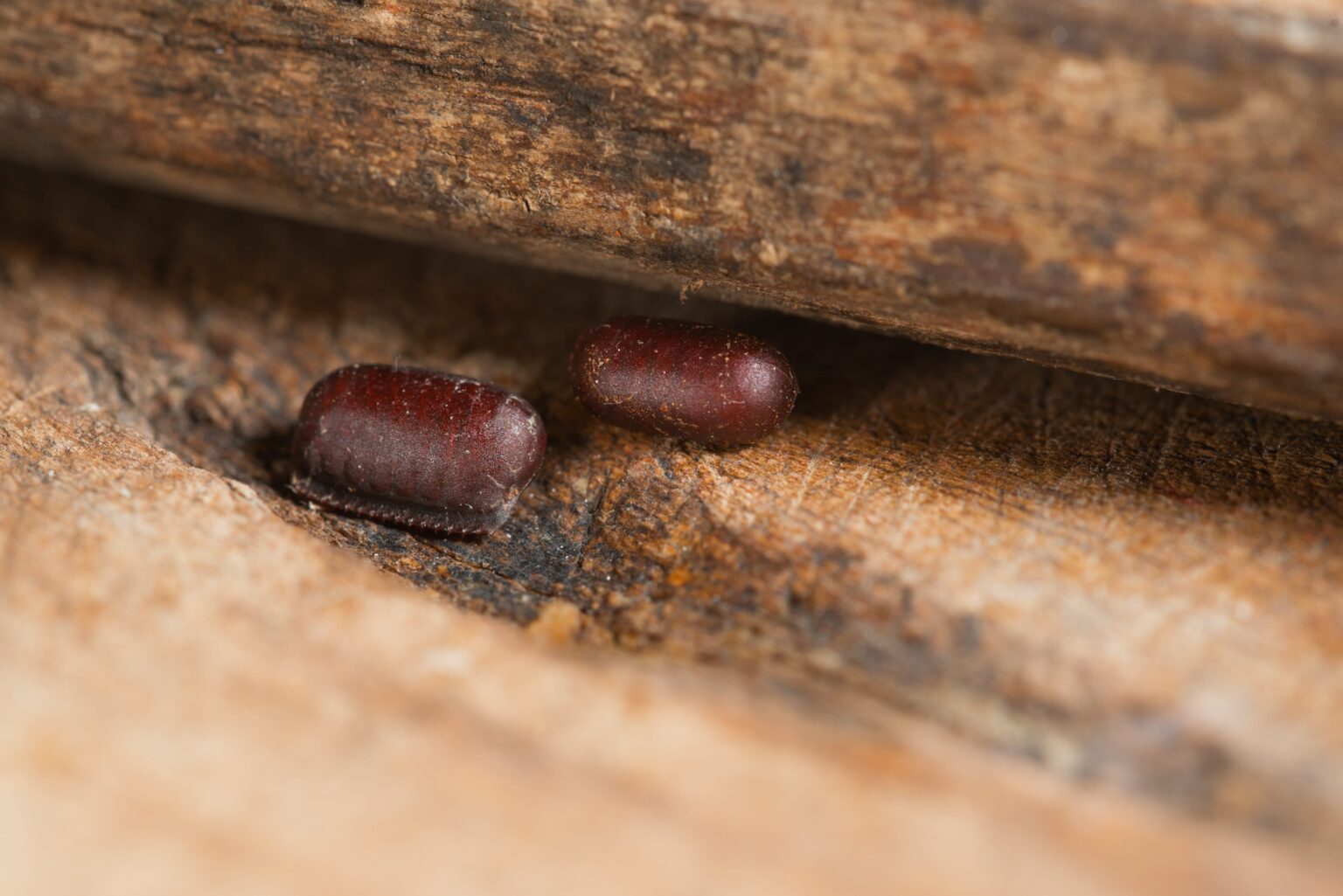 How to Identify Cockroach Eggs